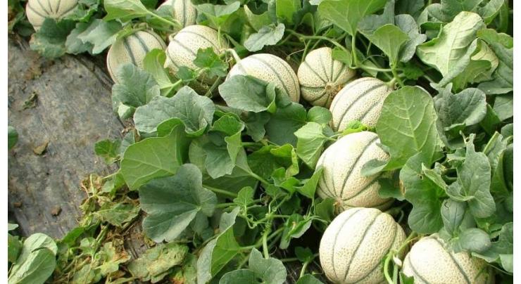 Melon cultivation should be started from February
