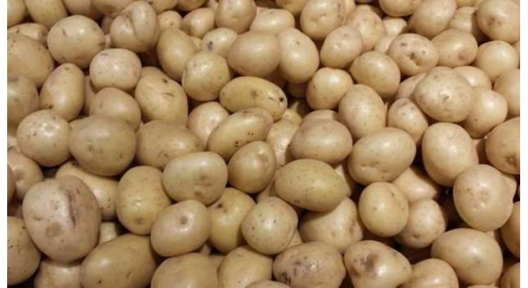 Potato cultivation completed by Jan 31
