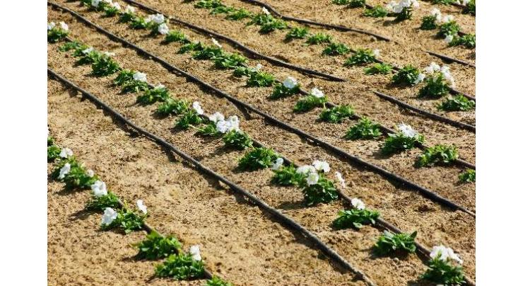 Drip irrigation helps overcome water scarcity
