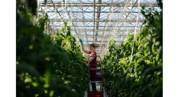 Russia's Greenhouse Vegetables Harvest to Grow by 18% to 1.3Mln Tonnes in 2019 - Ministry