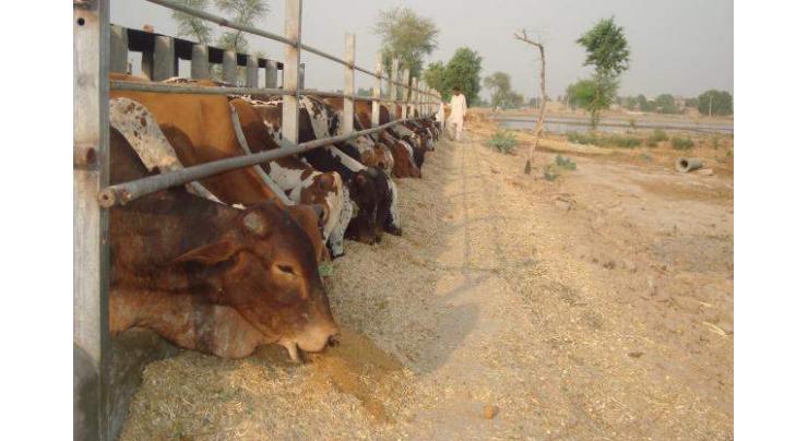 Sohail posted as AD Livestock Bahawalpur
