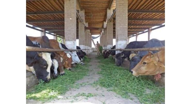 Rs 186 million 300 Dairy Farms mega project launched in AJK
