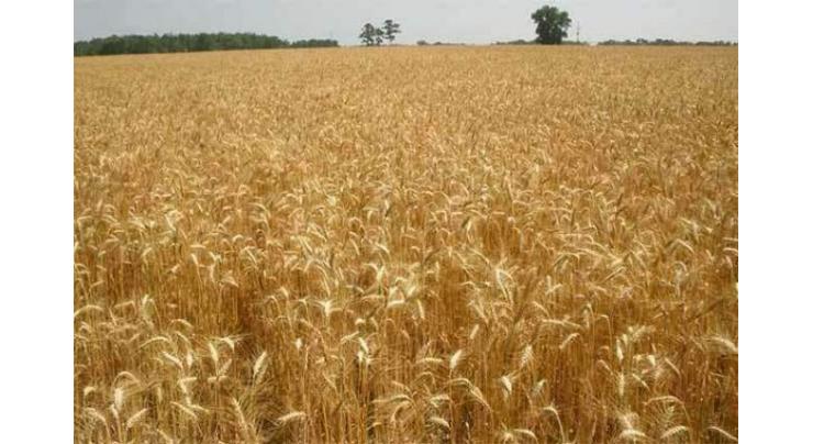 Rain to have salutary impact on wheat in Faisalabad 
