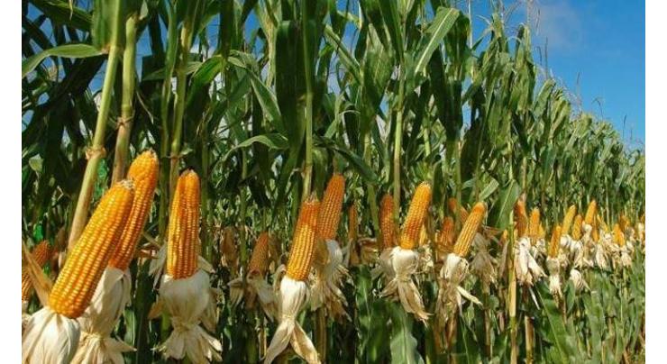 Baharia maize cultivation should be started immediately
