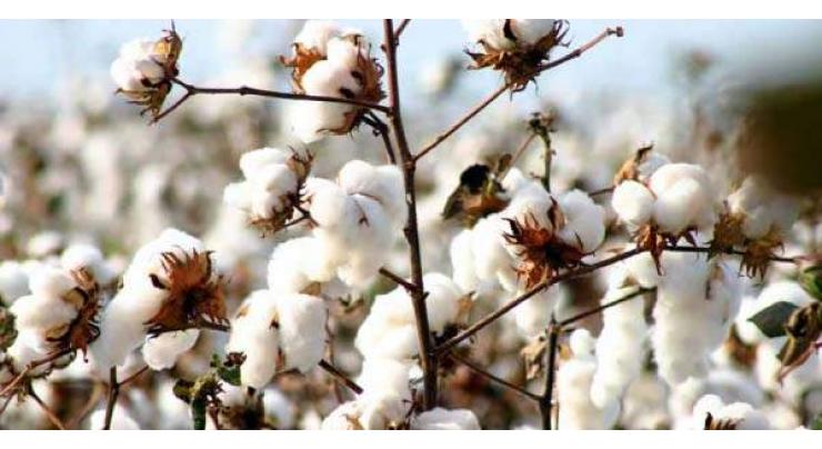 Senate body expresses concern over shrinking of land under cotton cultivation
