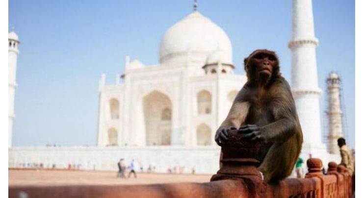 Taj Mahal police brandish catapults to scare monkeys away
