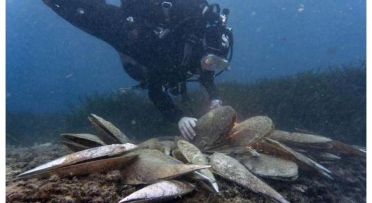 Tiny killer threatens giant clam, aquatic emblem of the Med
