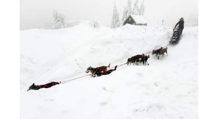 'No winners' as 100 mushers brave tough Czech sled dog race
