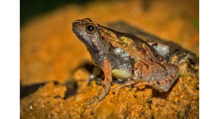 New toad species discovered in China
