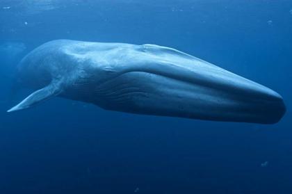 Scientists Head South To Study Worlds Largest Animal Blue Whale - UrduPoint
