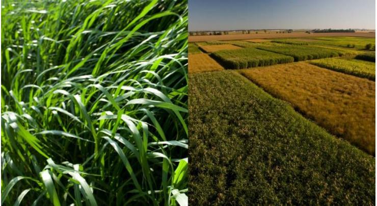US Invents in Genetic Research to Boost Yield of Bioenergy Crops - Energy Dept.
