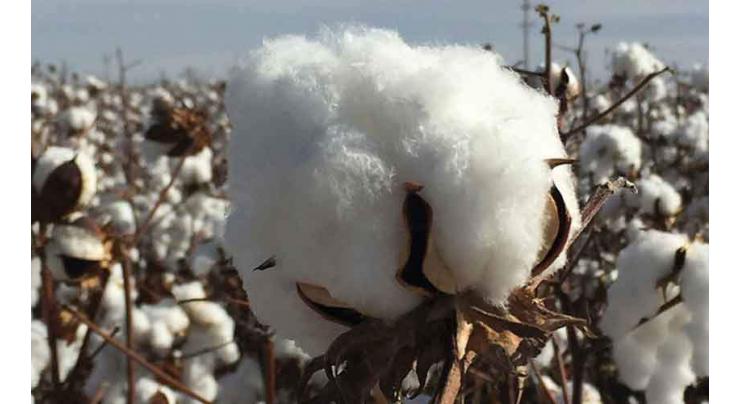 Senate Committee for bringing back Cotton Research Centre under Textile Ministry
