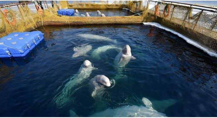 Release of Orcas, Belugas From Russia's 'Whale Jail' Not Yet Urgently Needed - NGO