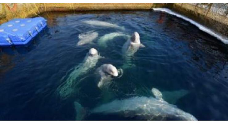 Rally to Defend Orcas, Belugas From 'Whale Jail' in Russia's Far East Was Held in Moscow