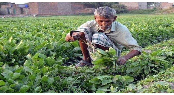 Punjab government distributes cheques among farmers under Crop Insurance Scheme