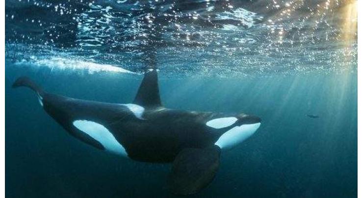 Russian Ministry Invites French Oceanographer Cousteau to Help Orcas in 'Whale Jail'