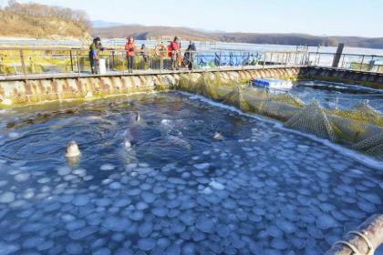 Scientists to Keep Orcas, Belugas in Russia's 'Whale Jail' for 3-4 Months - Official