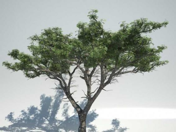 شجرة الغاف رمز التسامح و العطاء الخالد في وجدان الوطن أردو بوینت