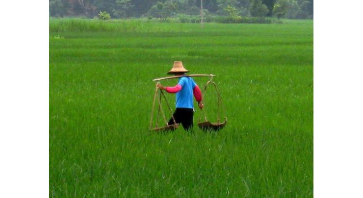 Most of China's rice fields suitable for water saving irrigation: research
