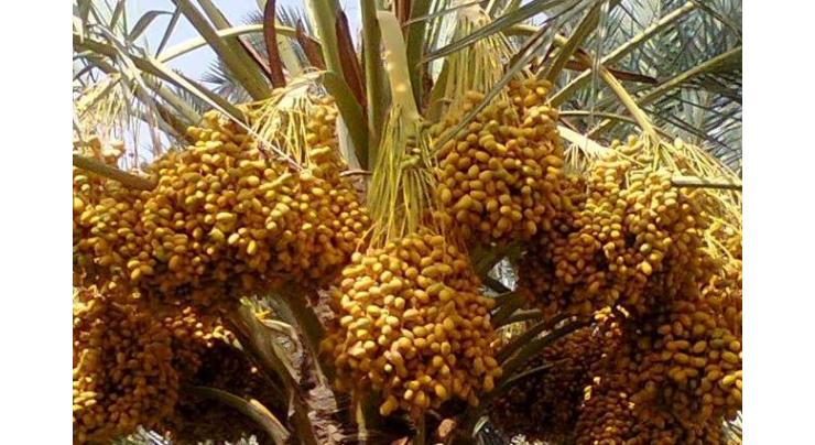 Govt takes initiative to introduce quality date palm varieties
