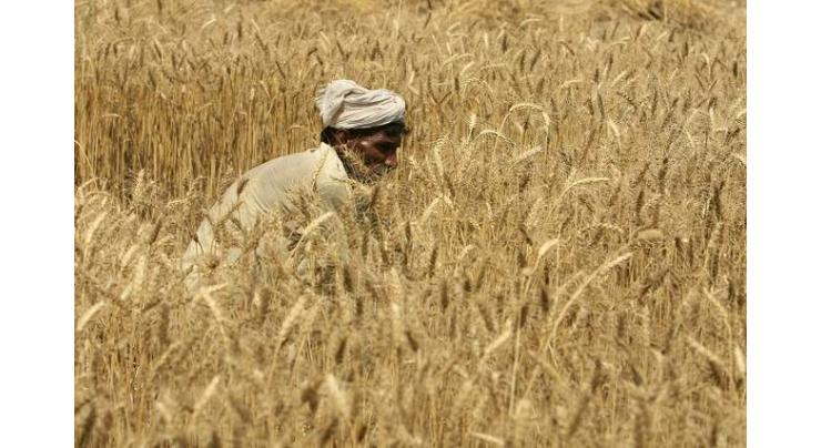 Wheat procurement drive starts in Punjab

