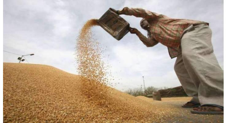 Punjab govt to establish 384 wheat procurement centers in 36 districts

