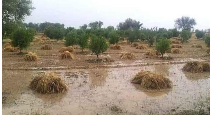 Heavy rains, winds damage crops in Islamabad 
