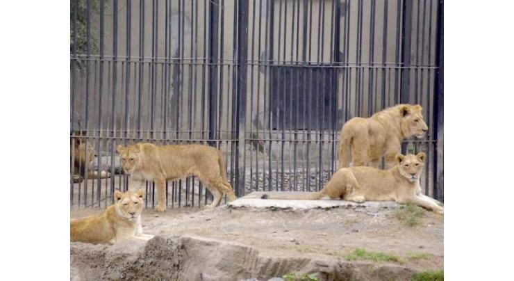 Lahore Zoo to receive 18 big cats from UAE