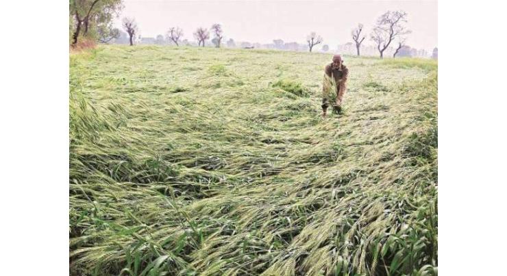 Survey of crops damaged by downpour launched in Multan
