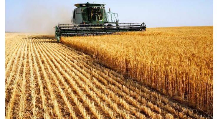 Scrutiny process of Wheat procurement applications underway
