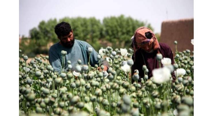 Poppies bloom across Afghanistan as drought eases
