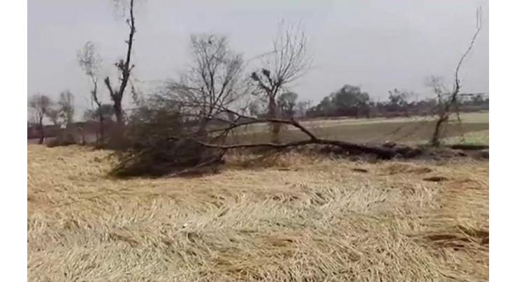 Rains, windstorm badly affect crops in Faisalabad
