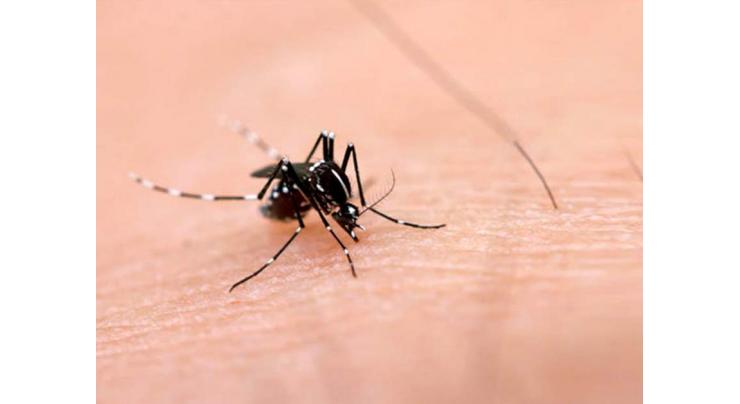 Dengue under control in Punjab
