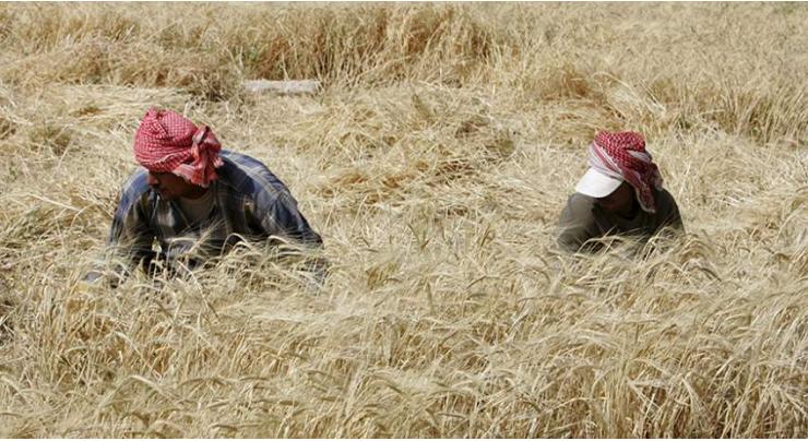 Food Deptt to procure 300,000 tons wheat from local farmers

