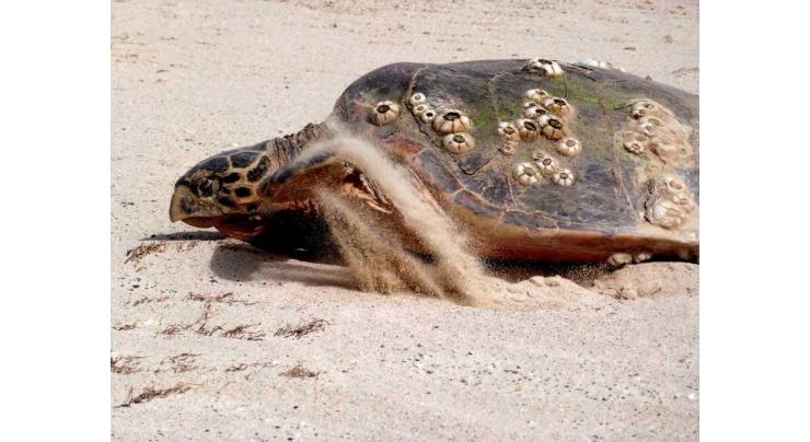 Hawksbill turtles arrive at Al Taweelah beach