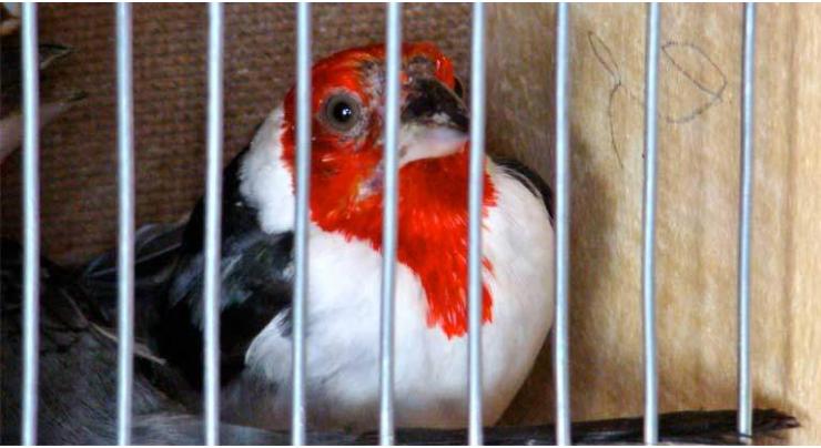 Pet birds, animals traders urge to formulate mechanism to stop illegal wildlife trade
