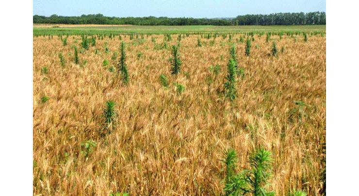 Varsity develops technology for Bioherbicide application to control wheat weeds
