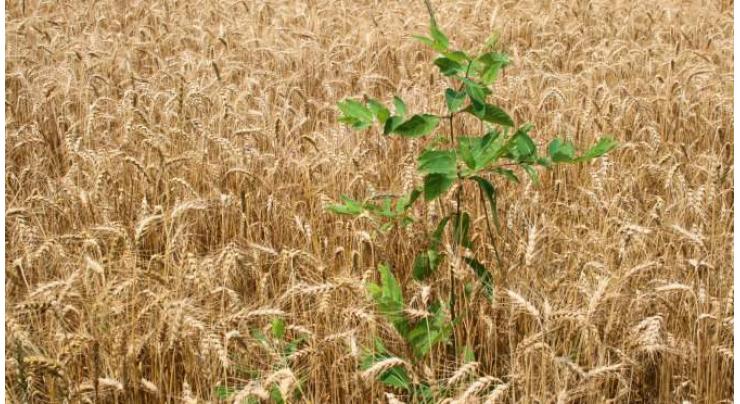 Faisalabad Agriculture University develops technology to control wheat weeds
