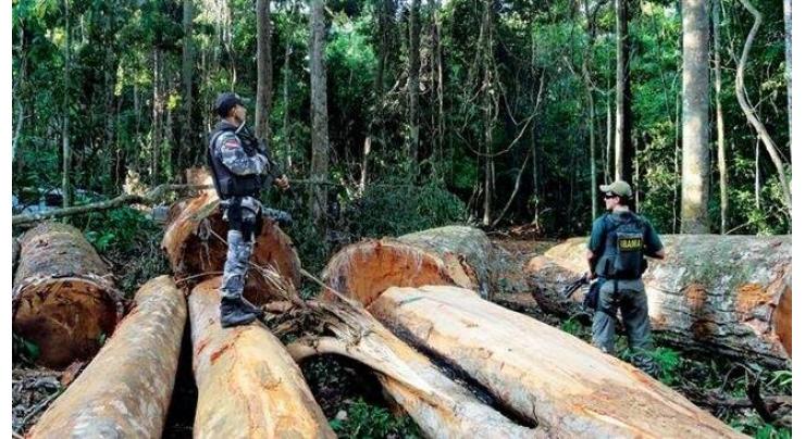 Brazil police launch raids over illegal Amazon logging
