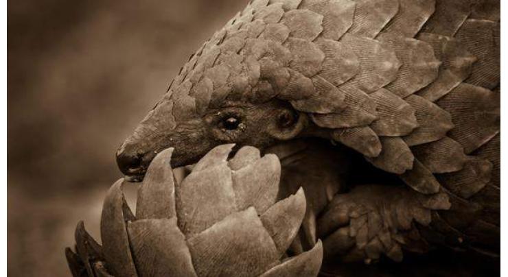 Illegal wildlife trade of Pangolins declines 80 per cent in Pakistan
