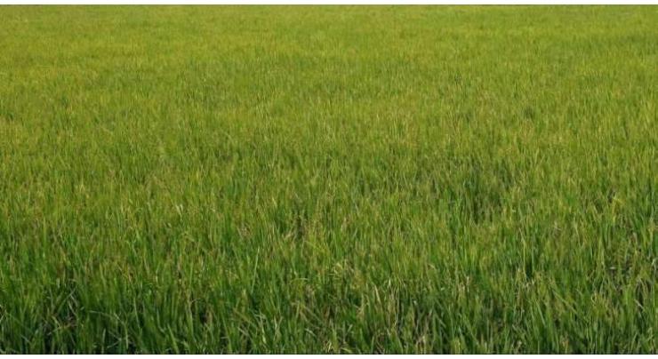 Ban imposed on rice cultivation
