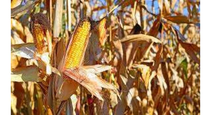 Ministry, NARC directed to rescue dying corn crop
