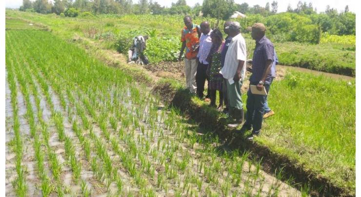 Kenya embraces technology to boost rice production

