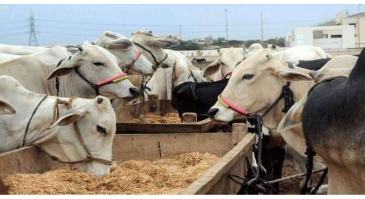 Livestock development to improve rural economy: Faisal Hayat
