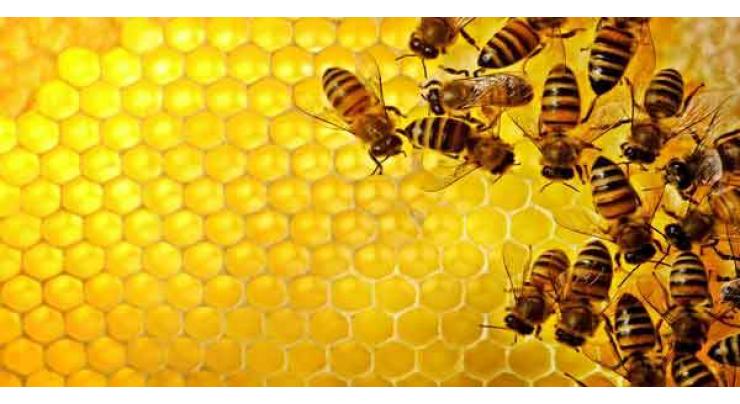 World Bee Day observed, stakeholders demands government support
