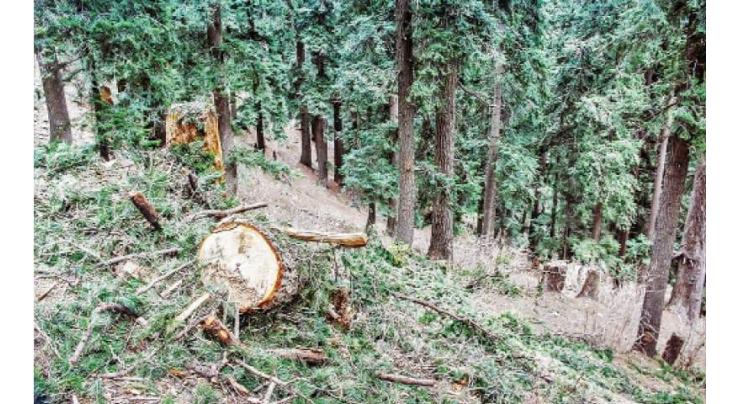 Chief Minister takes strong notice of tree cutting in Swat forests
