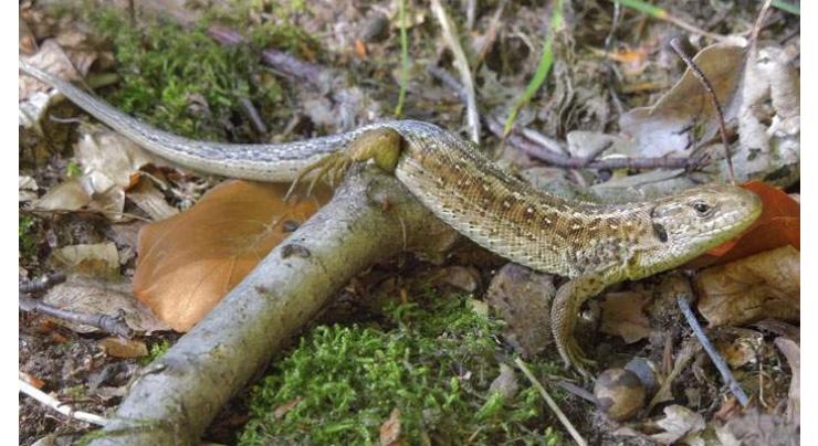 Two new lizard species discovered in Australia

