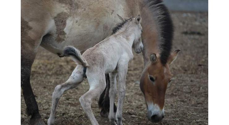 Breeding season starts for endangered horse in Xinjiang
