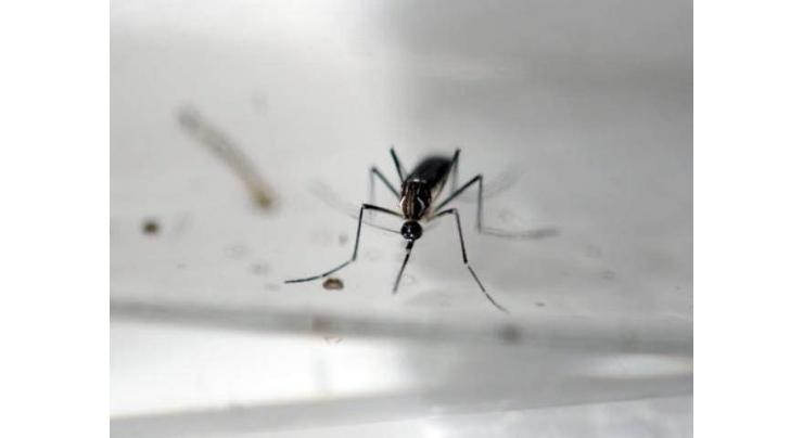 NIH issues advisories on prevention of dengue fever, Chikungunya
