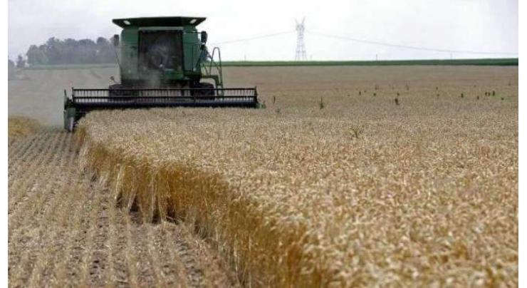 Upper areas of GB face no wheat shortage:  Official
